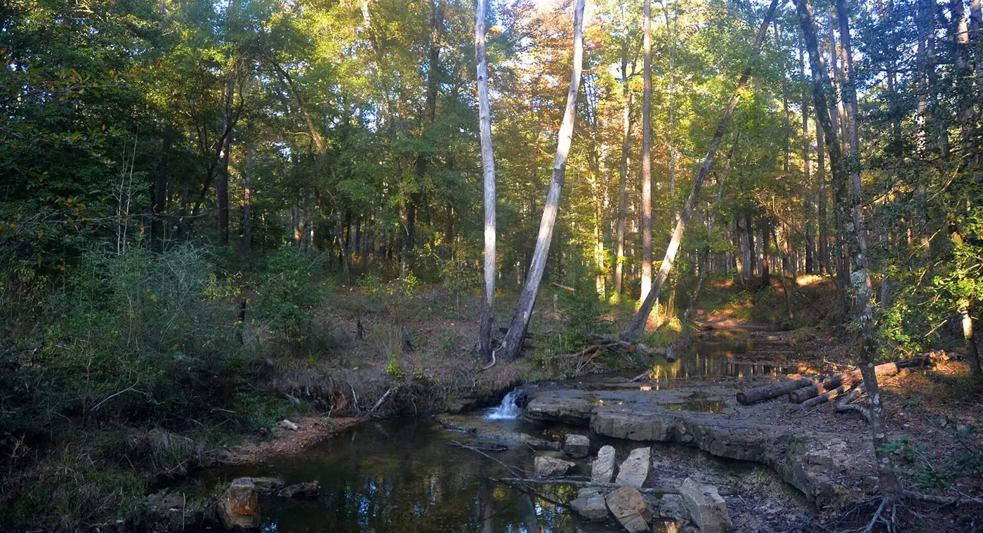 Pines and hardwoods along a small rocky creek in an East Texas forest