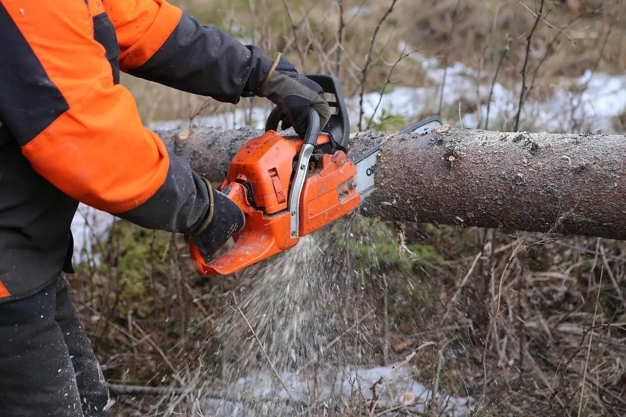 Chainsaw cutting through a felled trunk with sawdust spraying