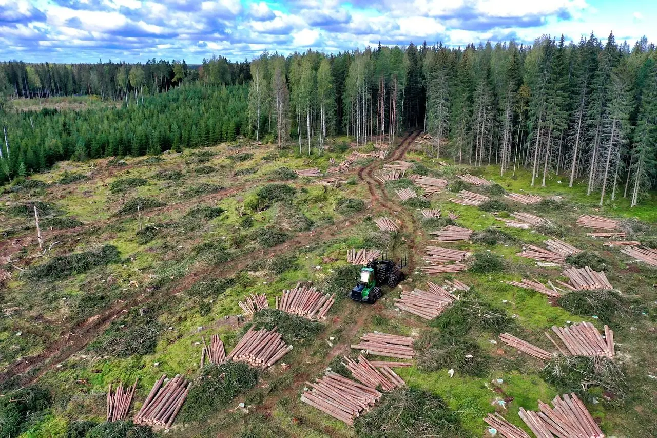 Aerial view of cleared ground with stacked log piles and a forest machine, standing timber behind
