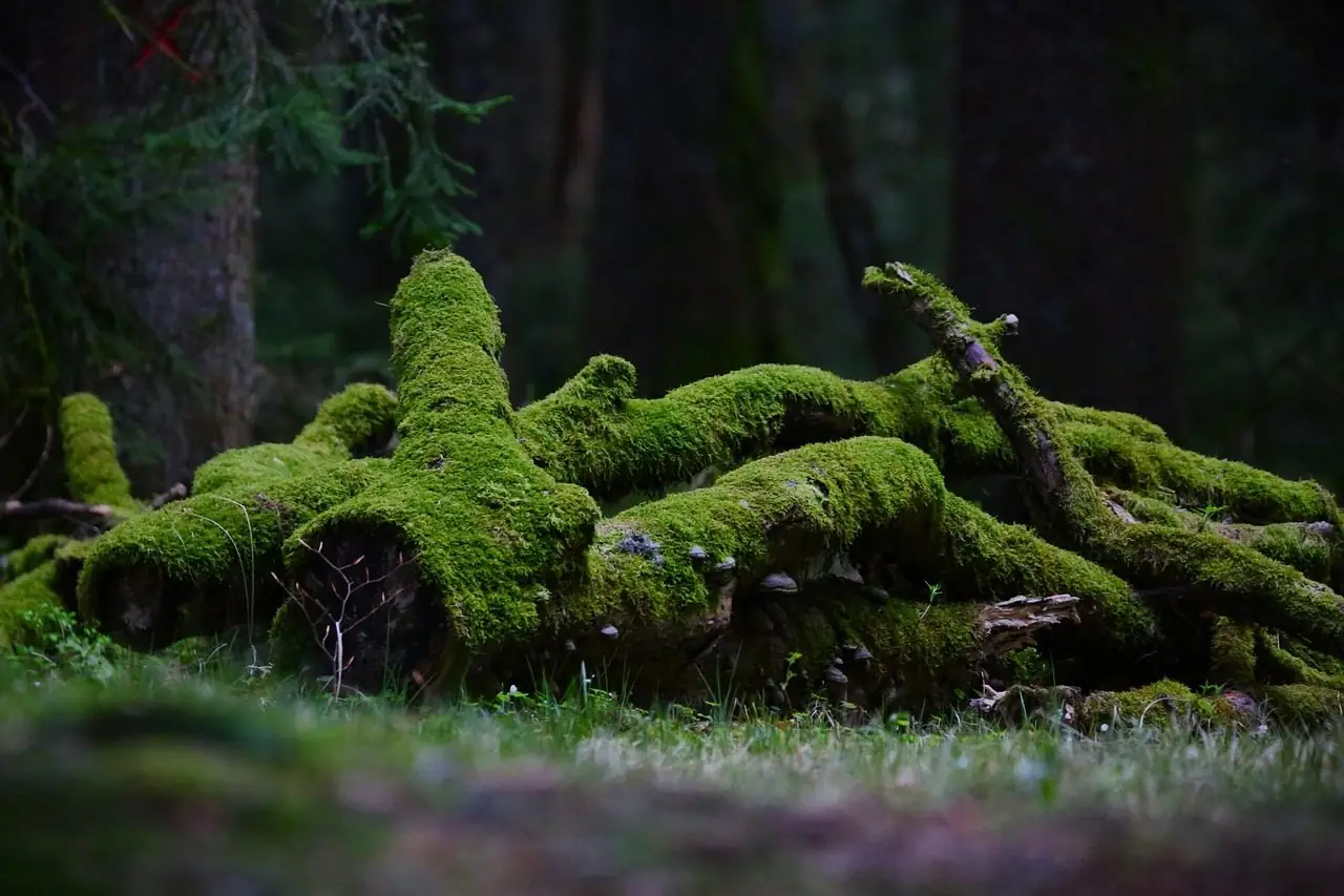 Fallen trunks covered in green moss lying on a forest floor
