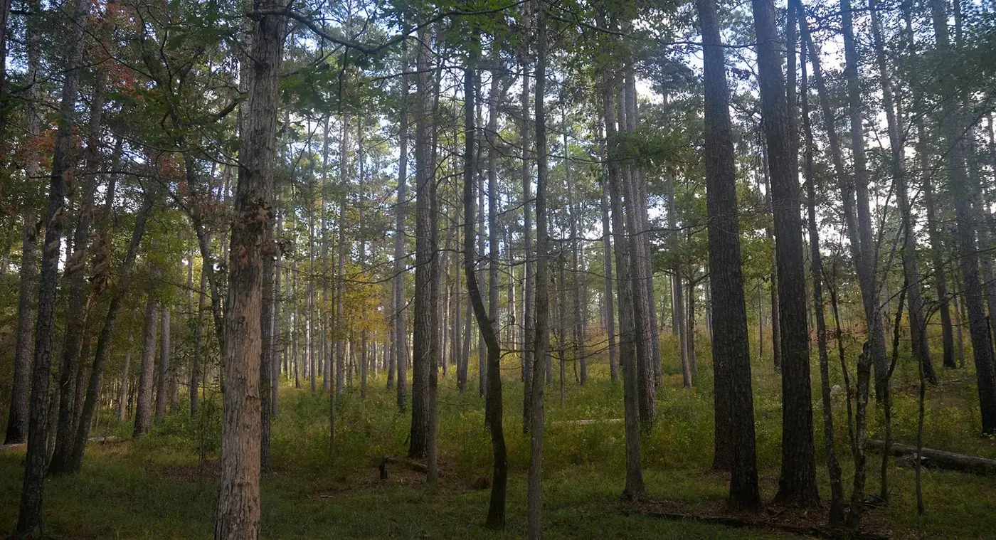 Open pine forest with tall straight trunks