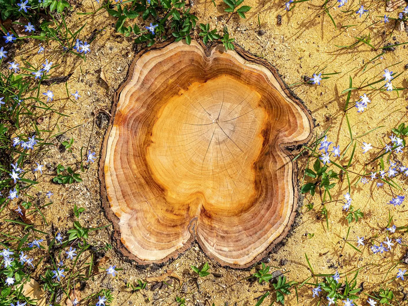 Top of a cut tree stump showing growth rings, surrounded by sandy soil and small flowers